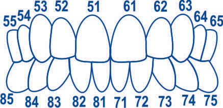 Матрицы 1.912 колпачки лавсановые для детских зубов 64 шт Тор ВМ